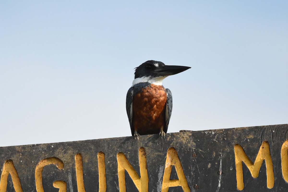 Ringed Kingfisher - ML620677867