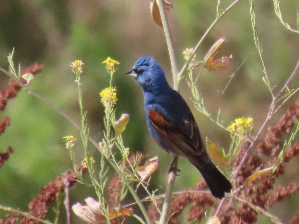 Blue Grosbeak - ML620677868