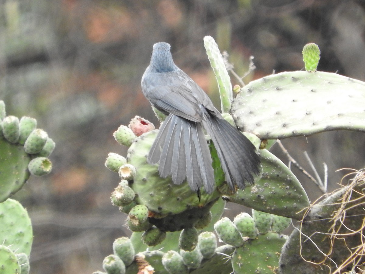 Blue Mockingbird - ML620677869