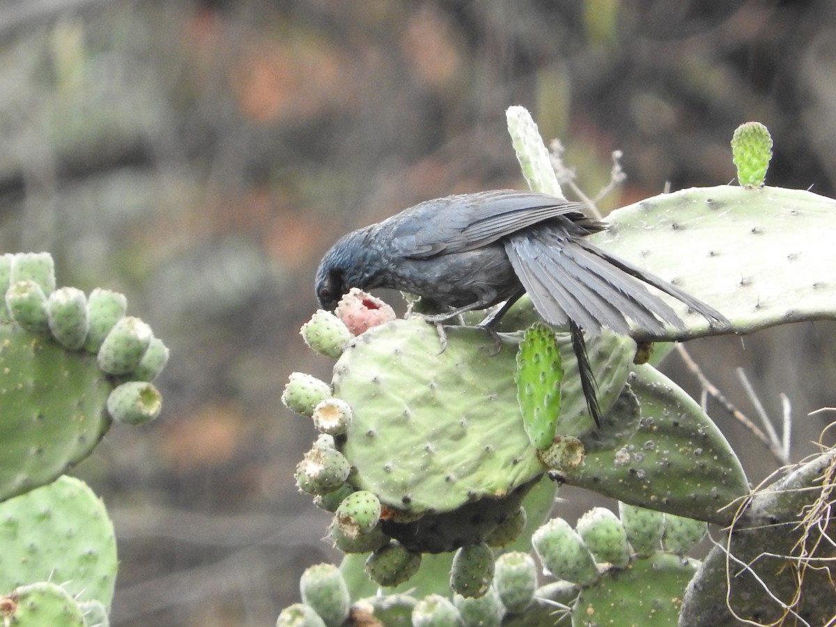 Blue Mockingbird - ML620677870