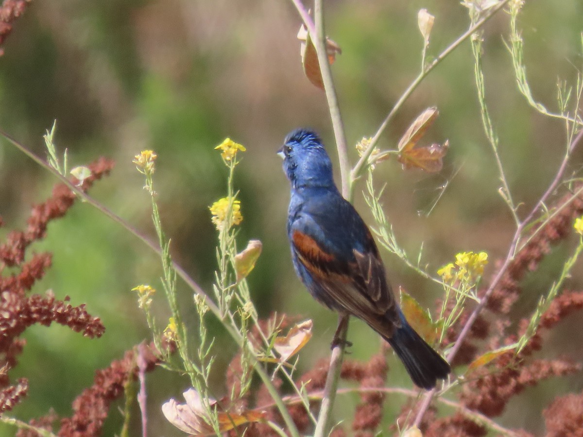 Blue Grosbeak - ML620677871