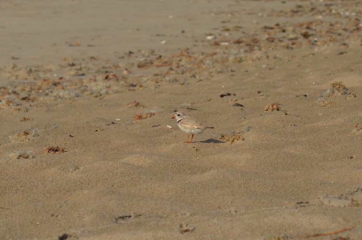 Piping Plover - ML620677872