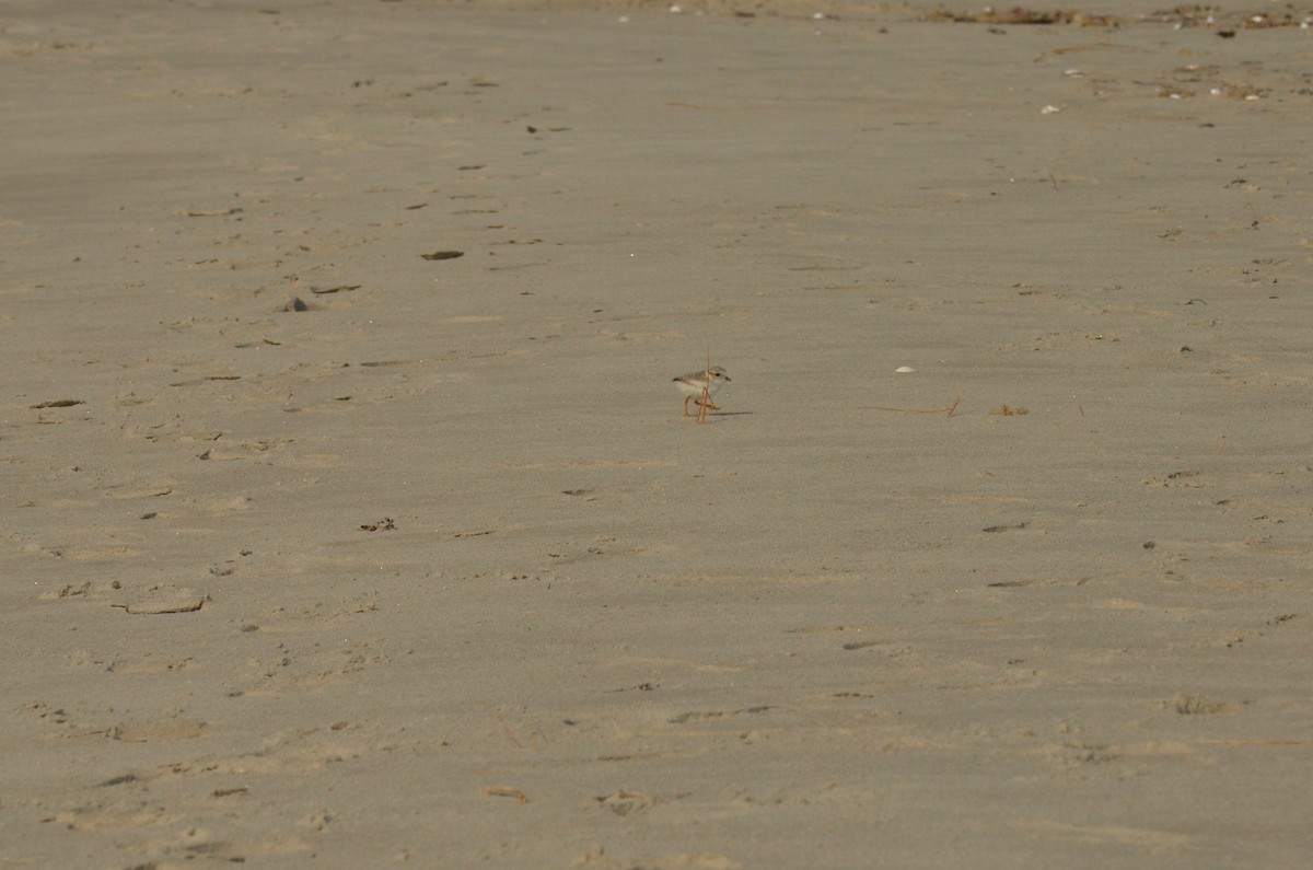 Piping Plover - ML620677874