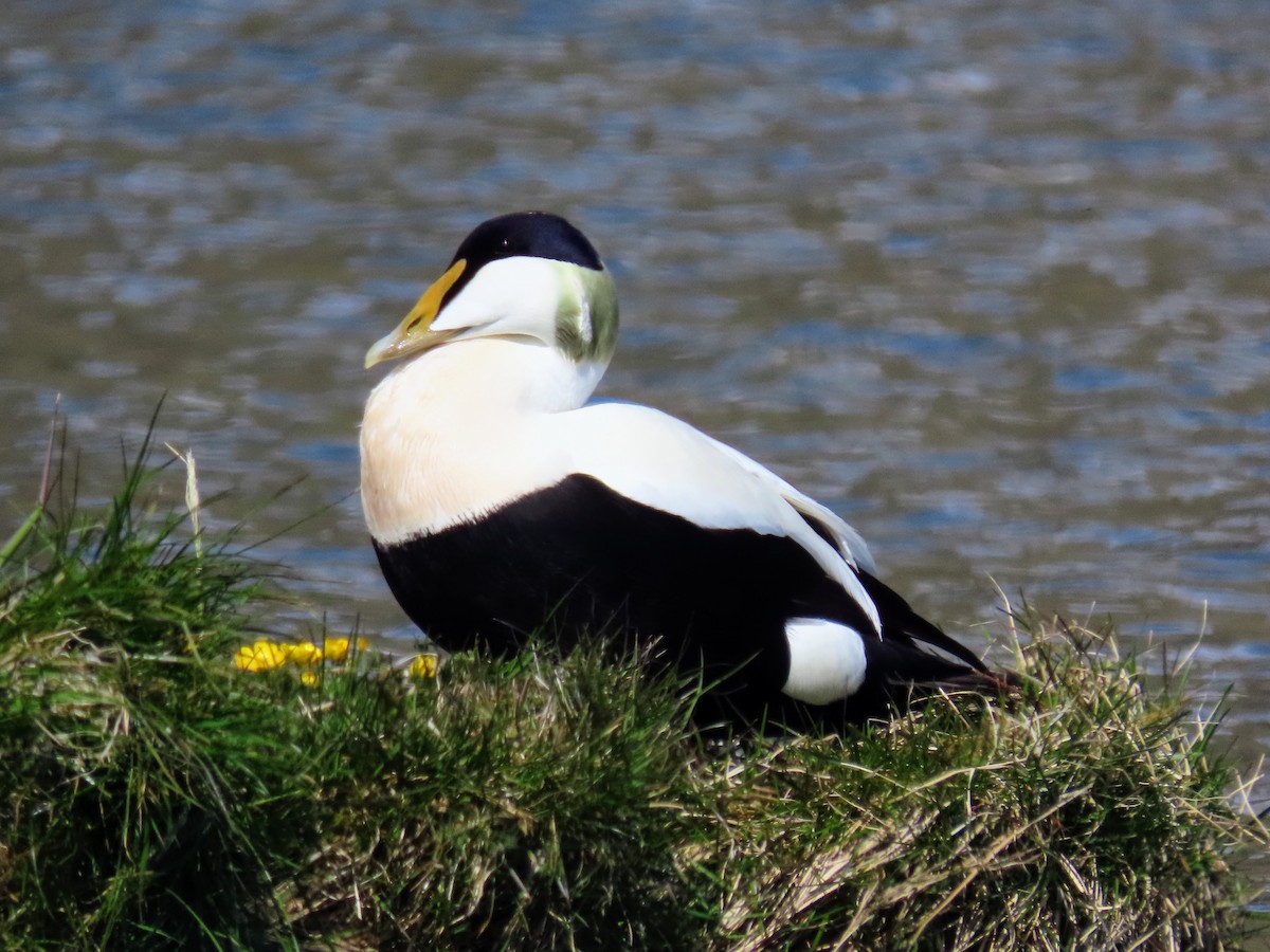 Common Eider - ML620677879