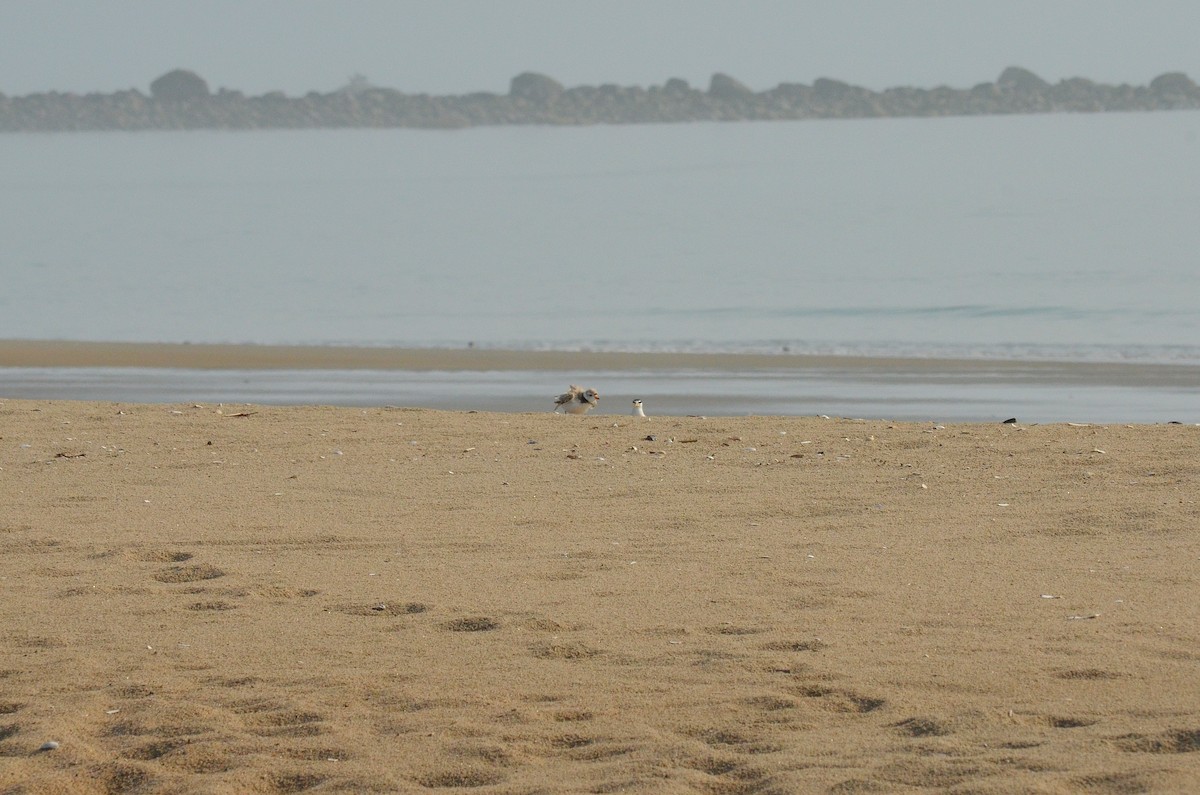 Piping Plover - ML620677880