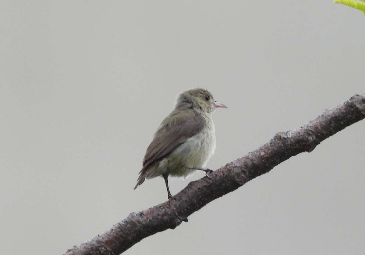 Pale-billed Flowerpecker - ML620677885