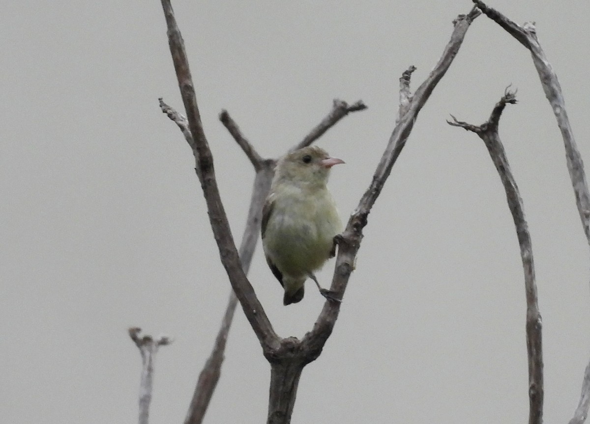 Pale-billed Flowerpecker - ML620677887