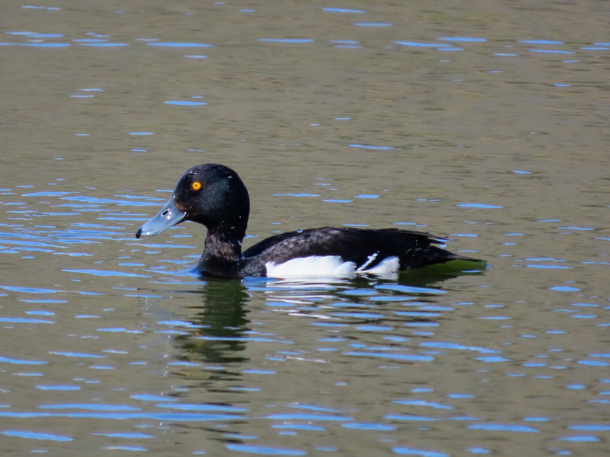 Tufted Duck - ML620677890
