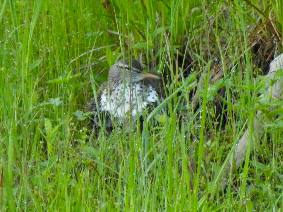 Spotted Sandpiper - ML620677893