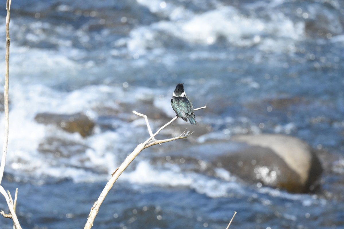 Amazon Kingfisher - ML620677896