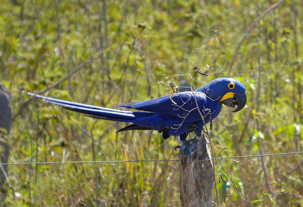 Hyacinth Macaw - ML620677898