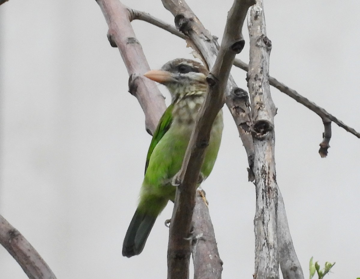 White-cheeked Barbet - ML620677900