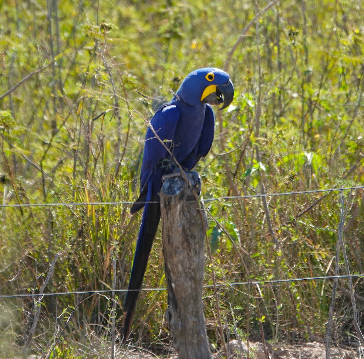 Hyacinth Macaw - ML620677903