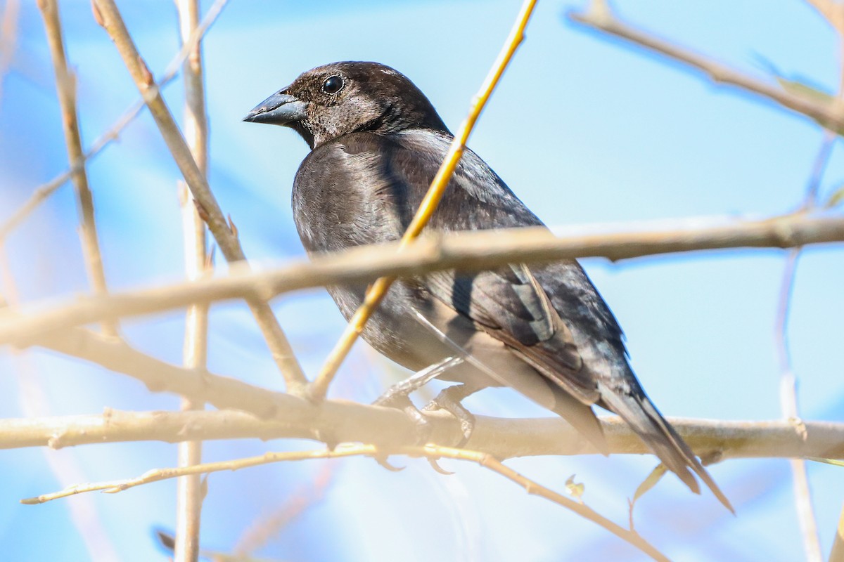 Shiny Cowbird - ML620677904