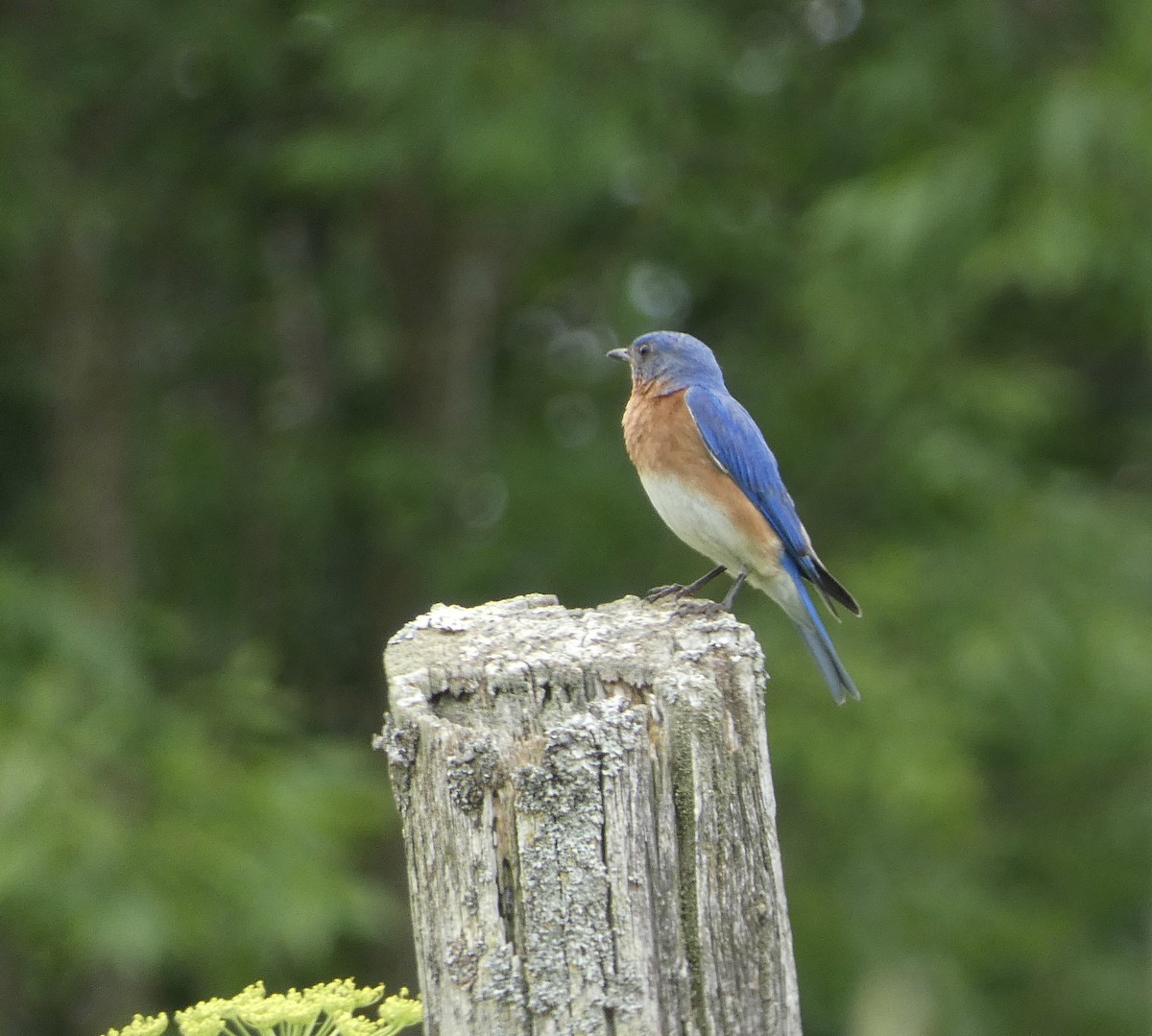 Eastern Bluebird - ML620677908