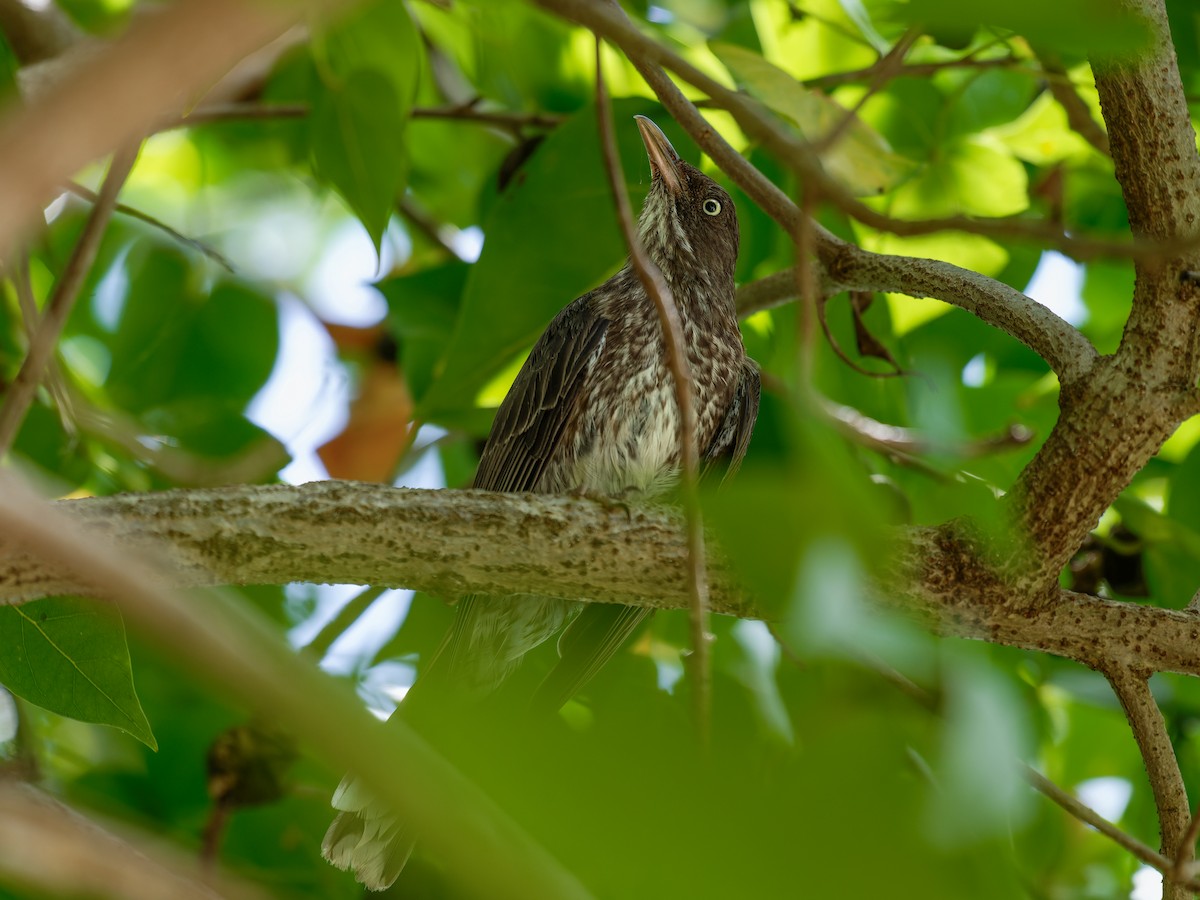 Pearly-eyed Thrasher - ML620677909