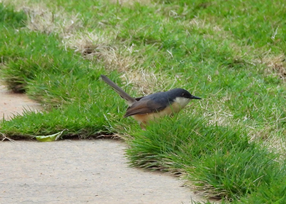 Ashy Prinia - ML620677910