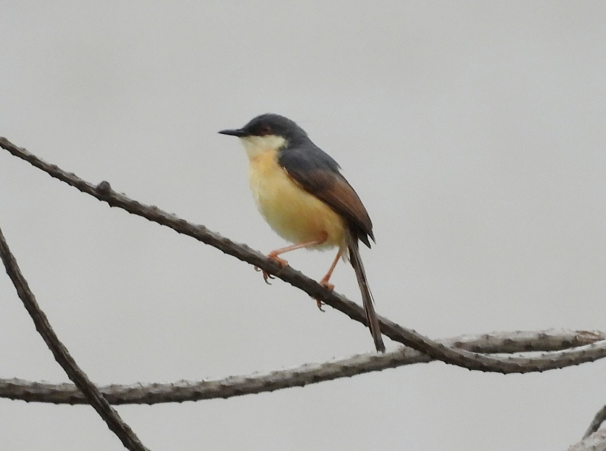 Ashy Prinia - ML620677911