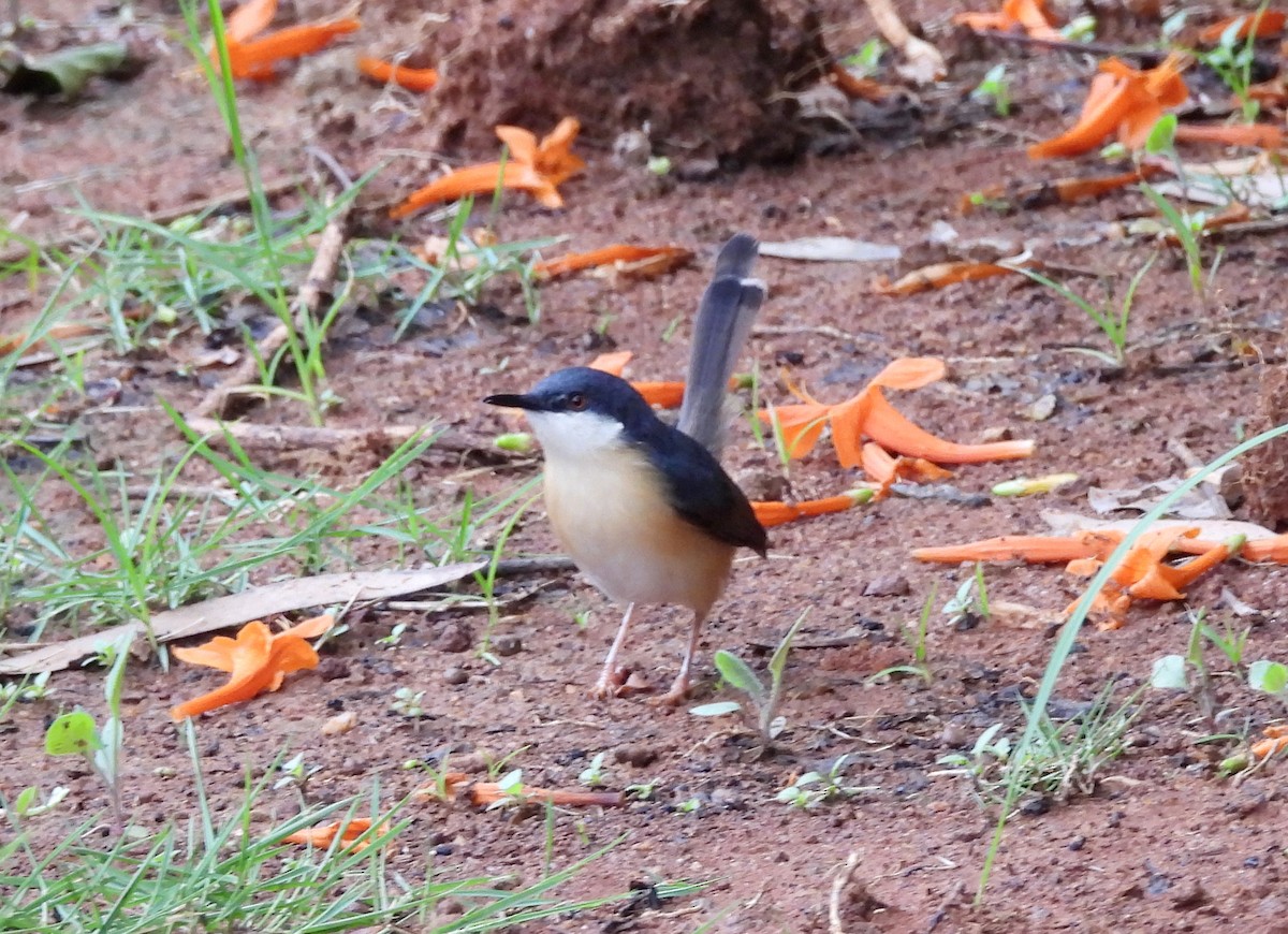 Ashy Prinia - ML620677913