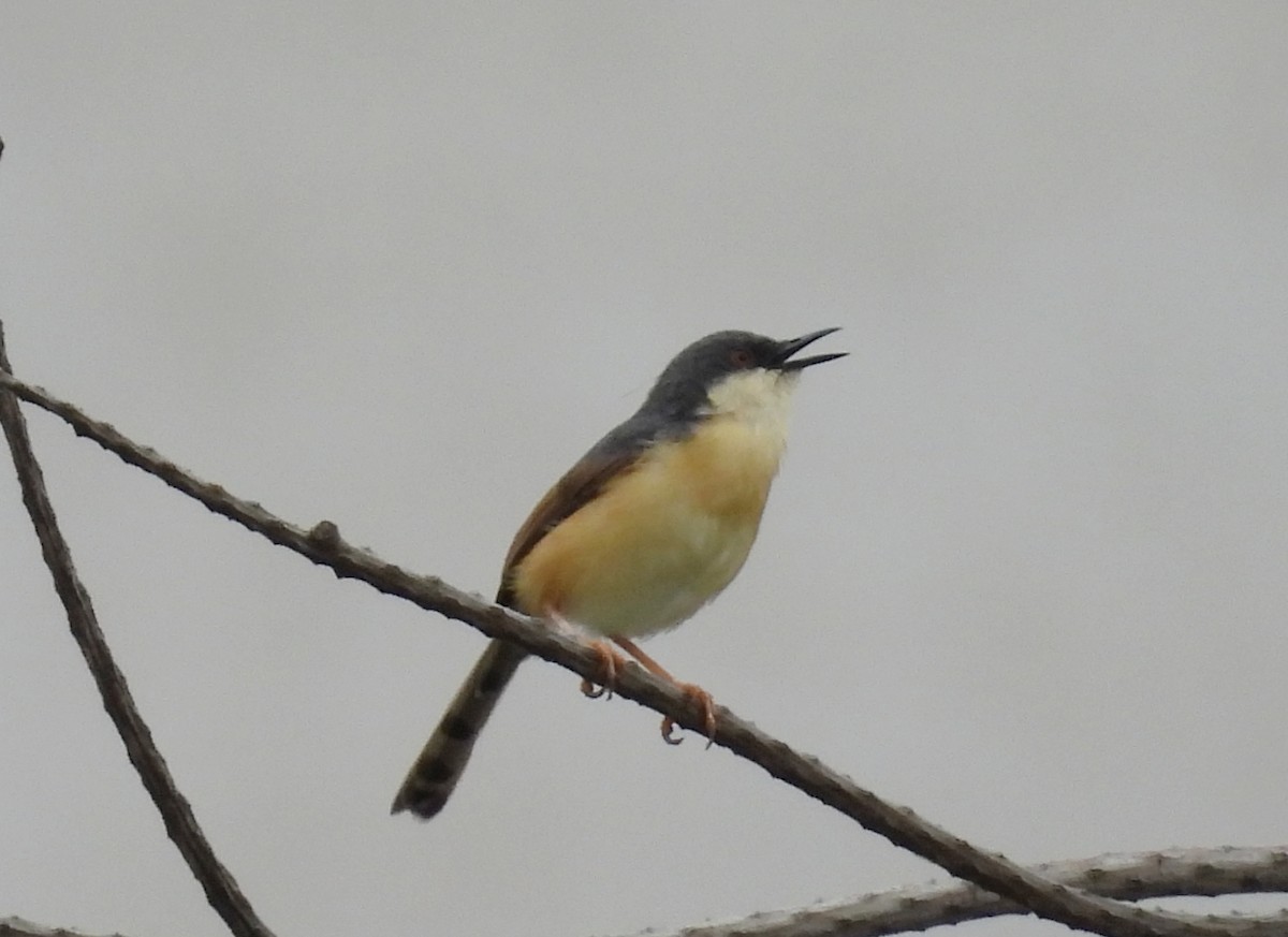 Ashy Prinia - ML620677914