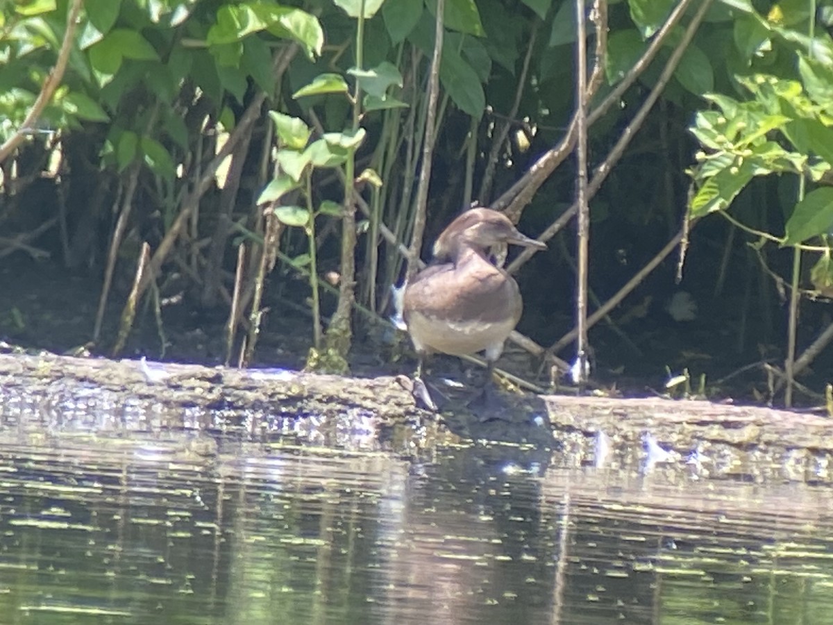 Hooded Merganser - ML620677918