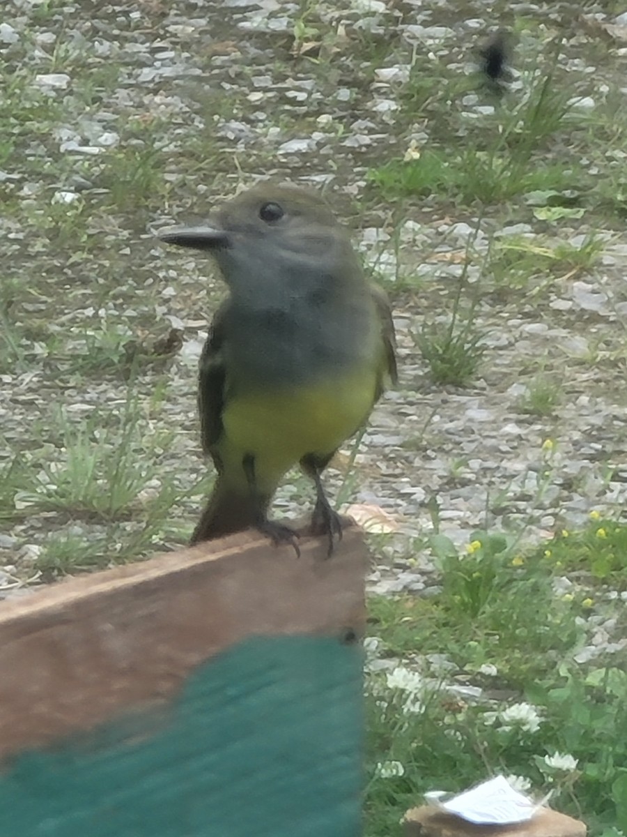 Great Crested Flycatcher - ML620677930