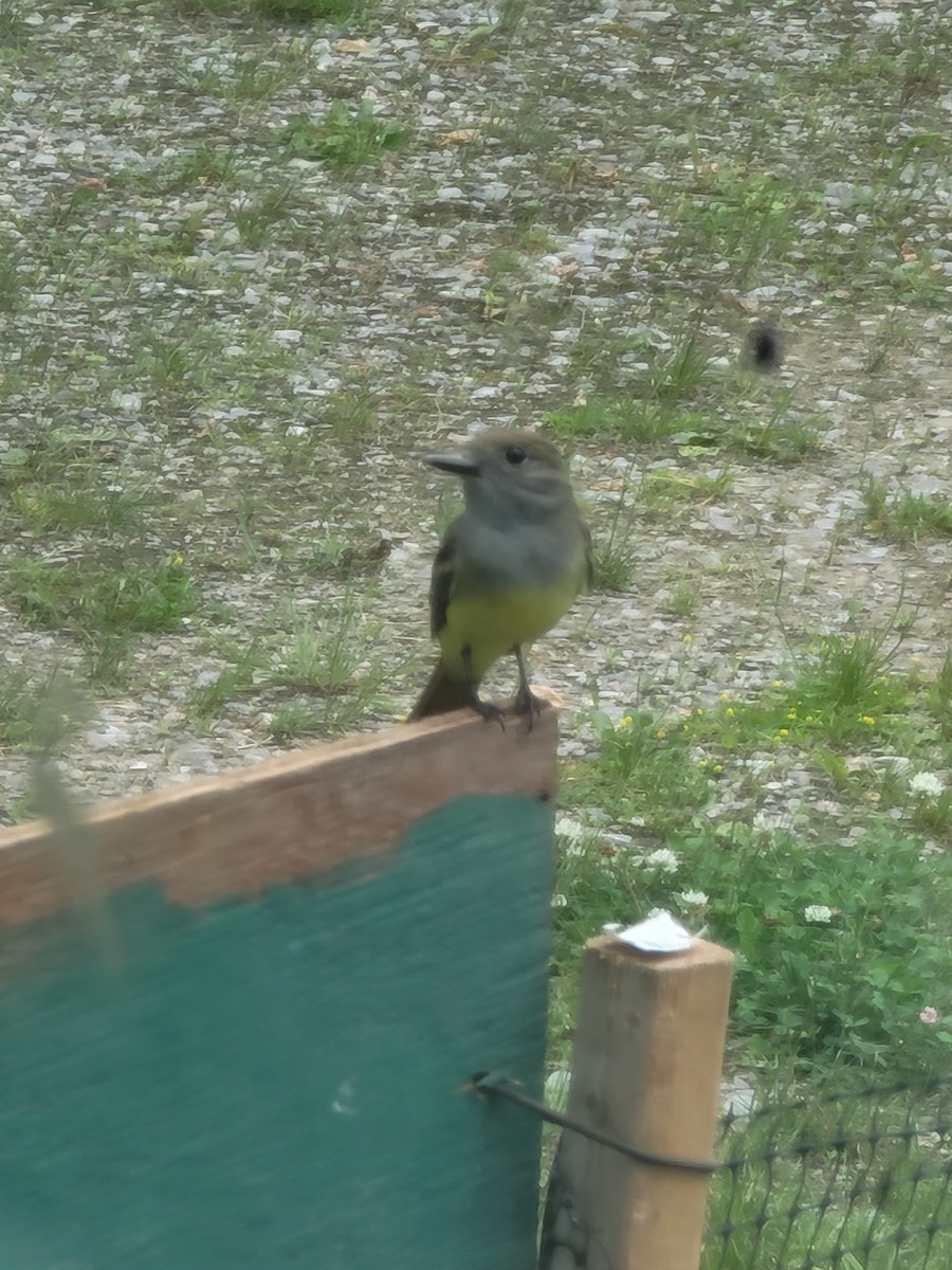 Great Crested Flycatcher - ML620677932