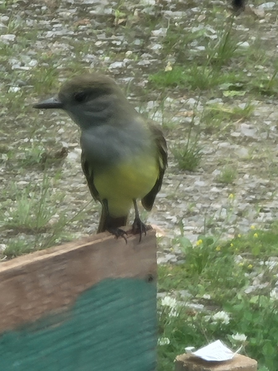 Great Crested Flycatcher - Sandra Poytress