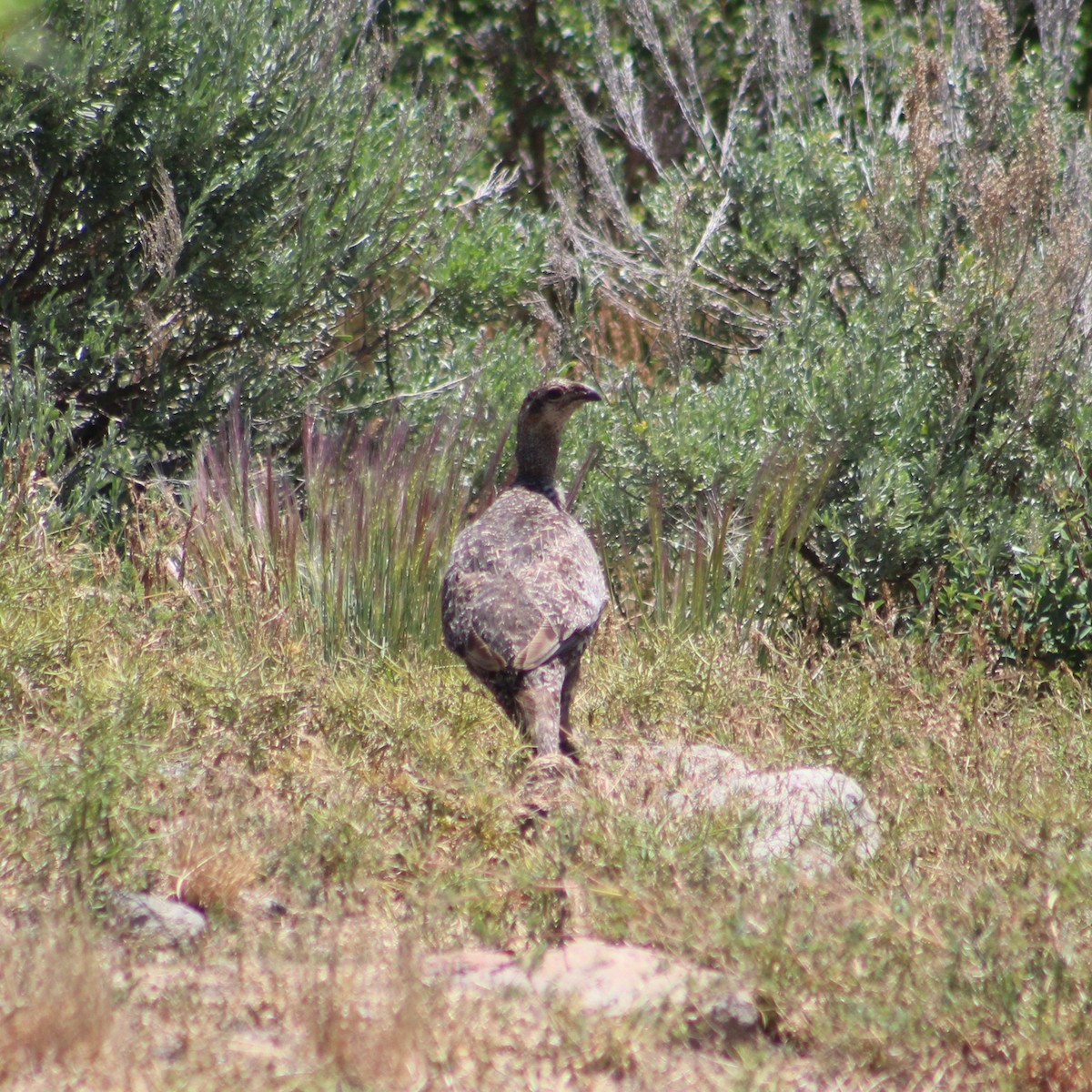 Greater Sage-Grouse - ML620677934