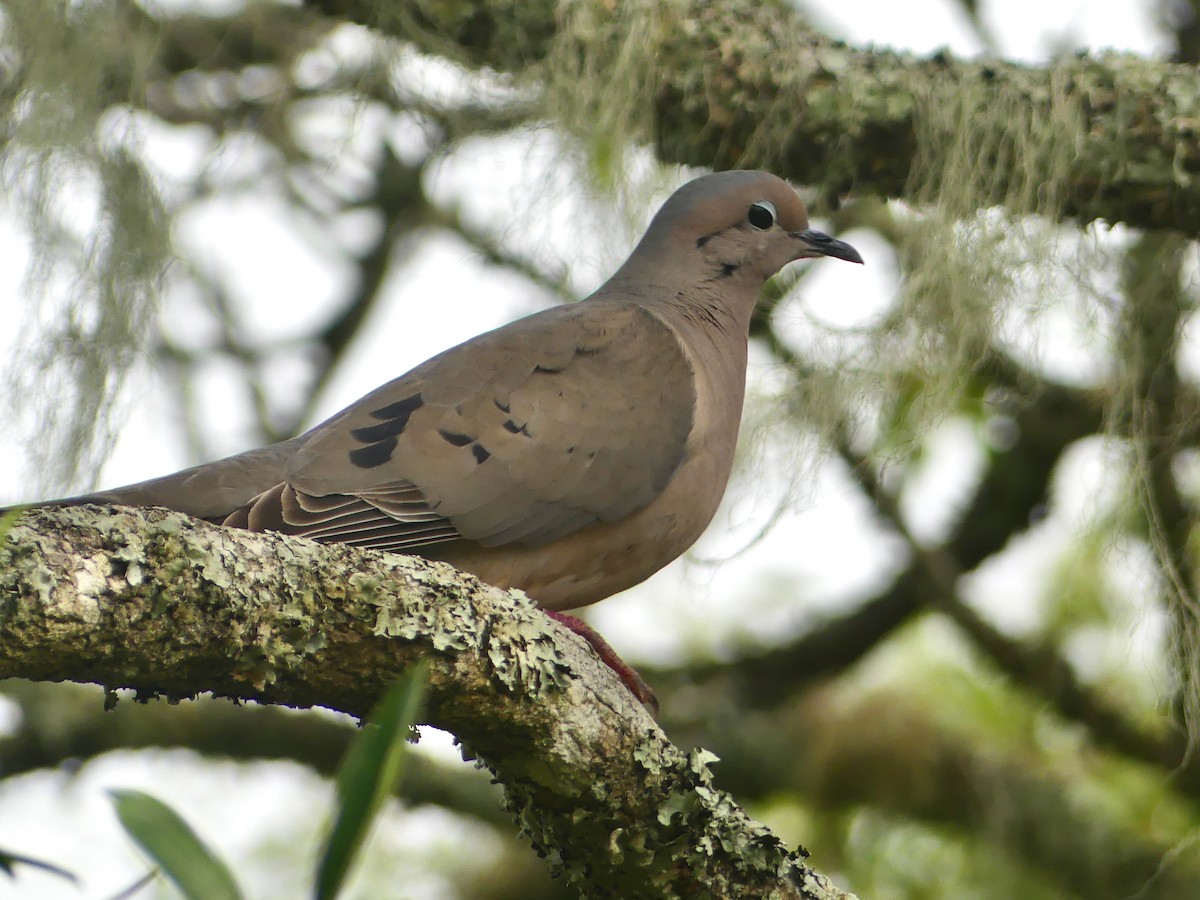 Eared Dove - ML620677937