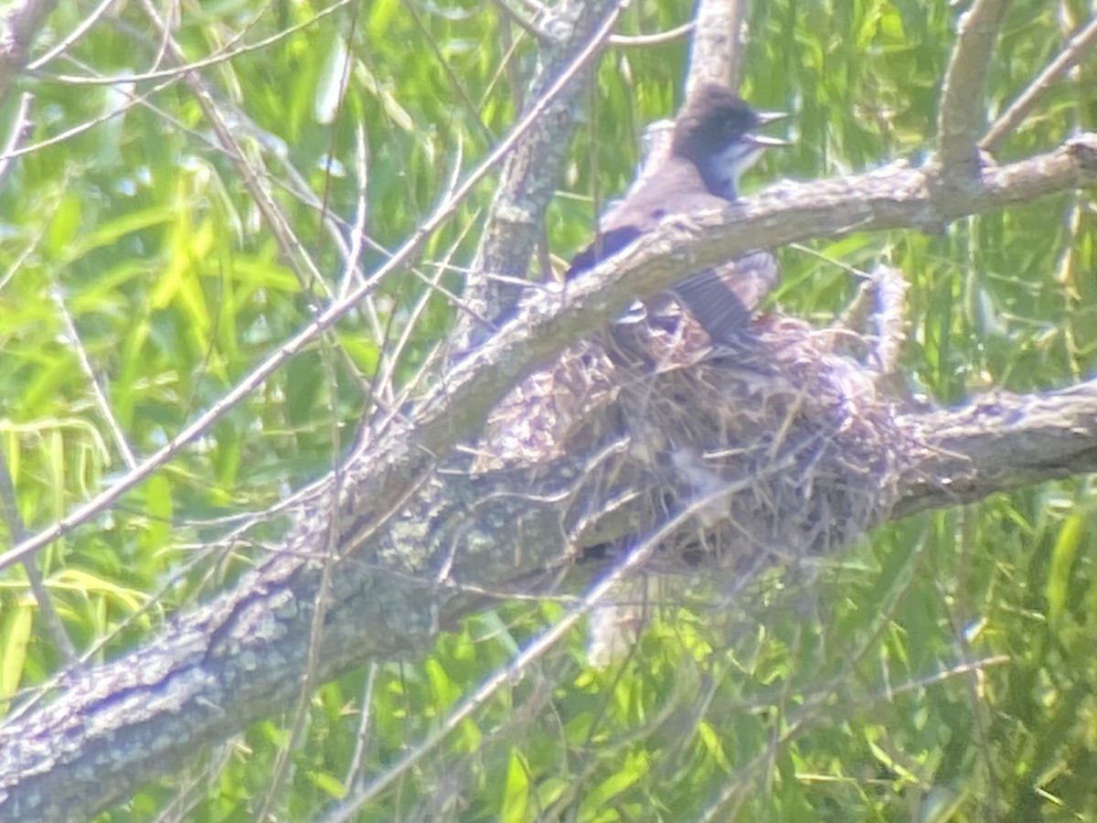 Eastern Kingbird - ML620677938