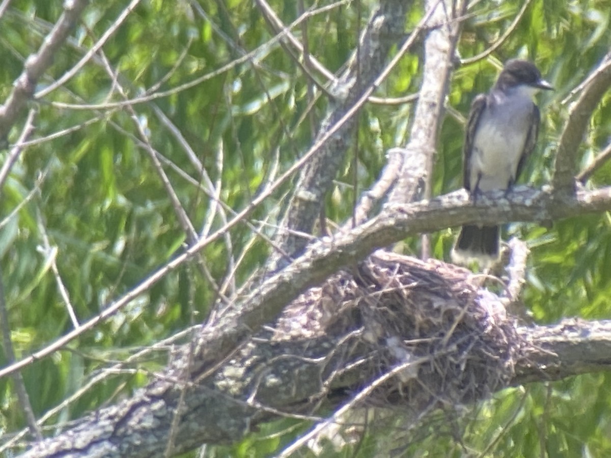 Eastern Kingbird - ML620677941