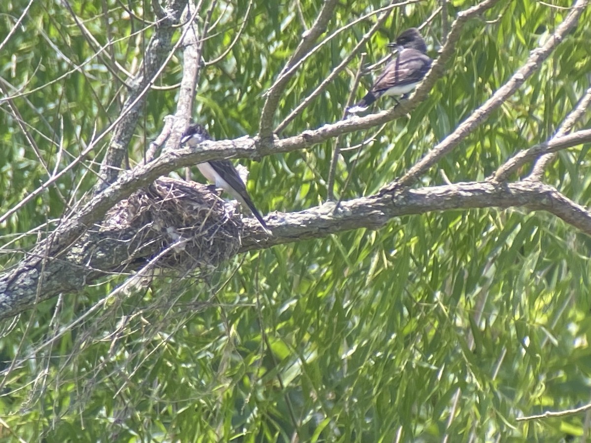 Eastern Kingbird - ML620677942