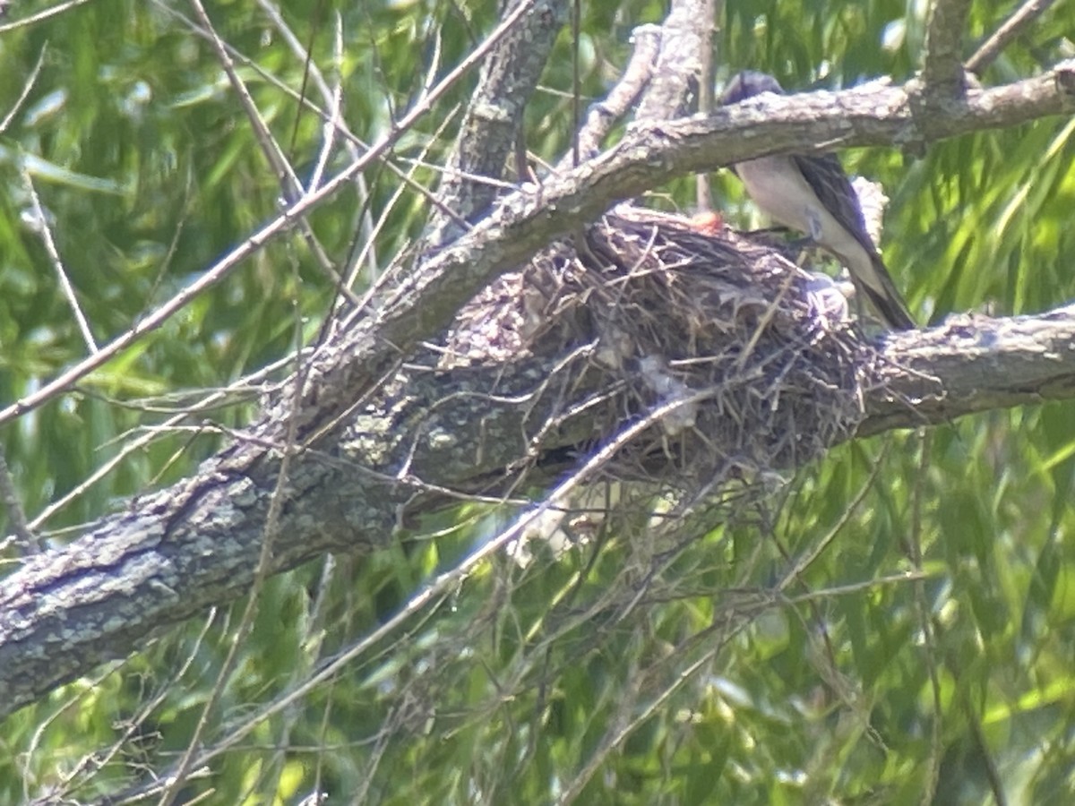 Eastern Kingbird - ML620677943