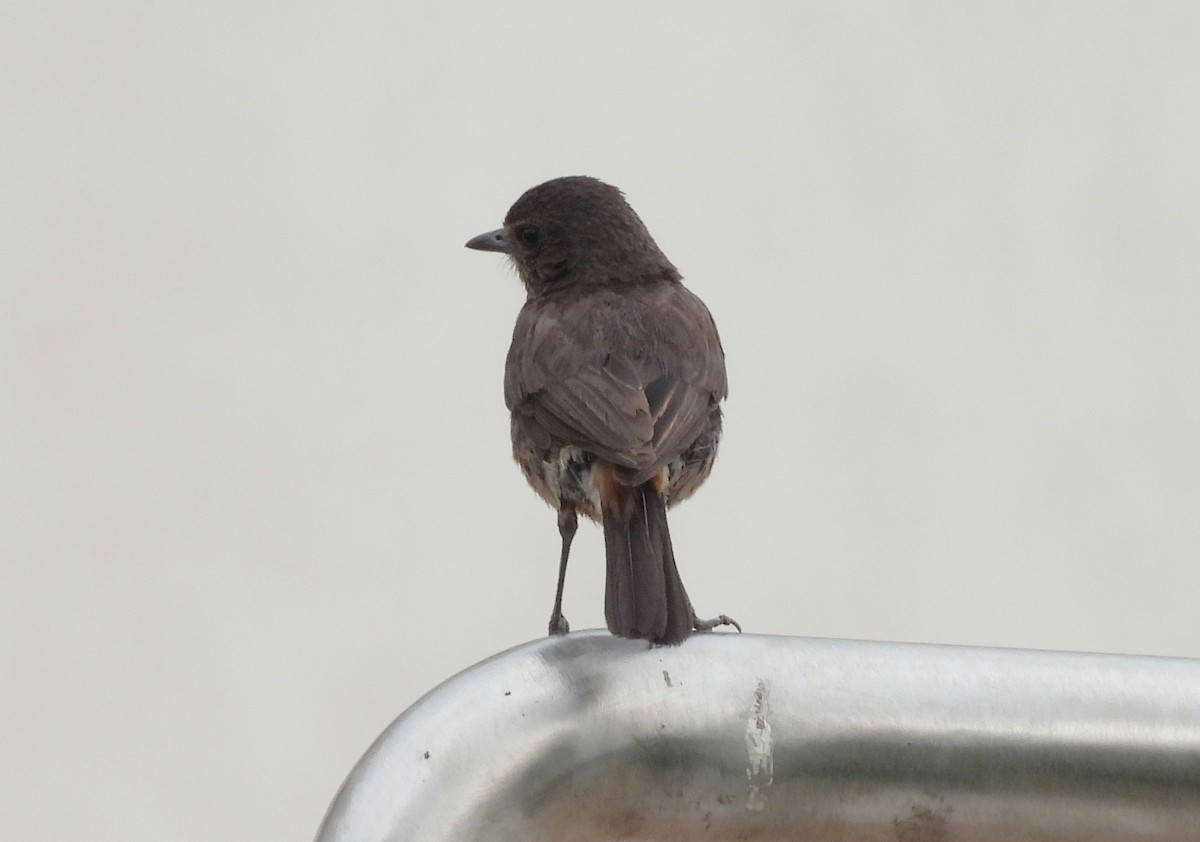 Pied Bushchat - Manju Sinha