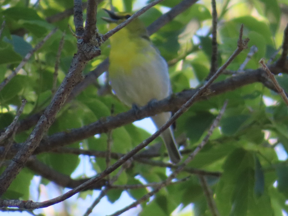 Vireo Gorjiamarillo - ML620677953