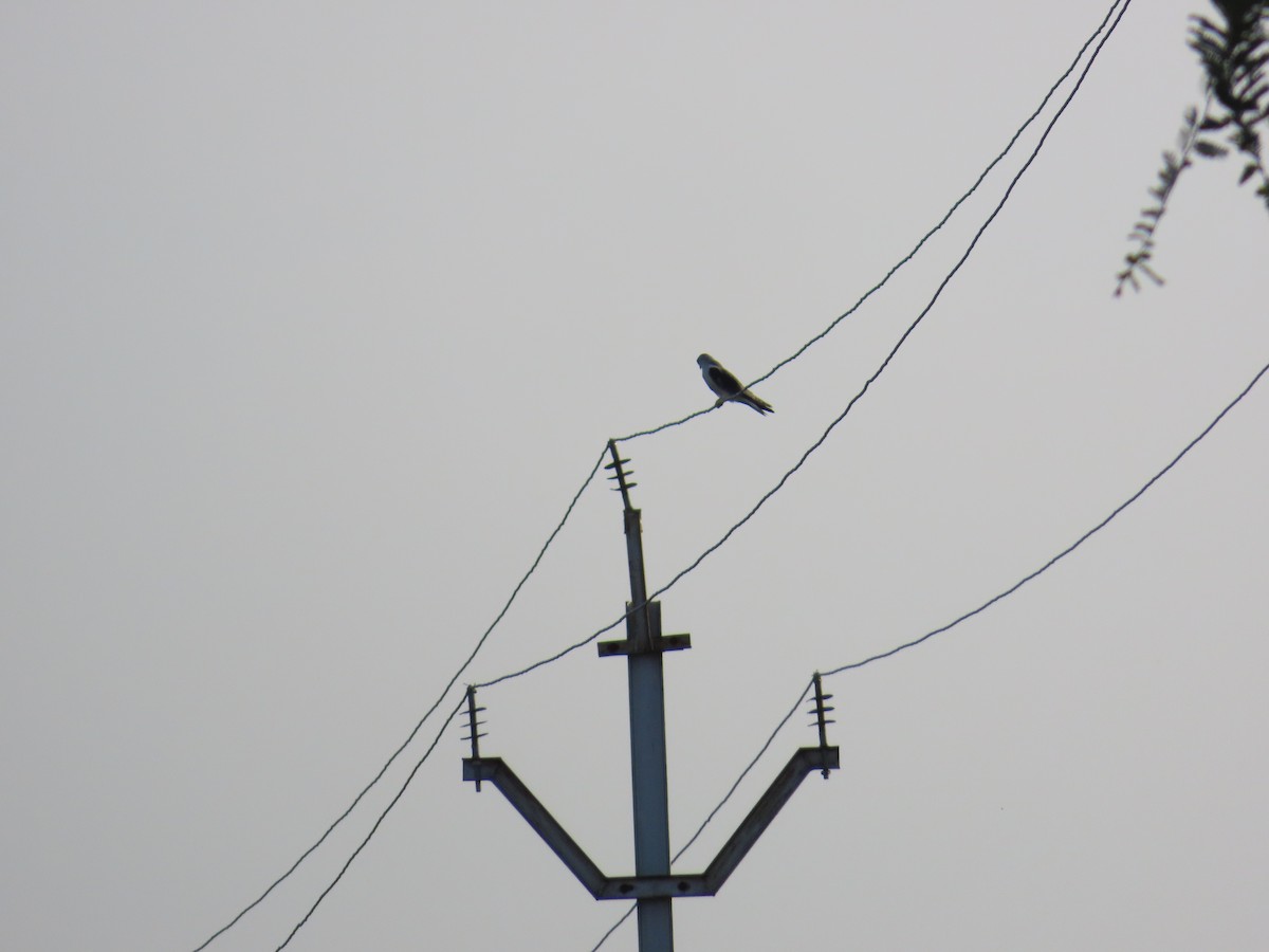 Black-winged Kite - ML620677958