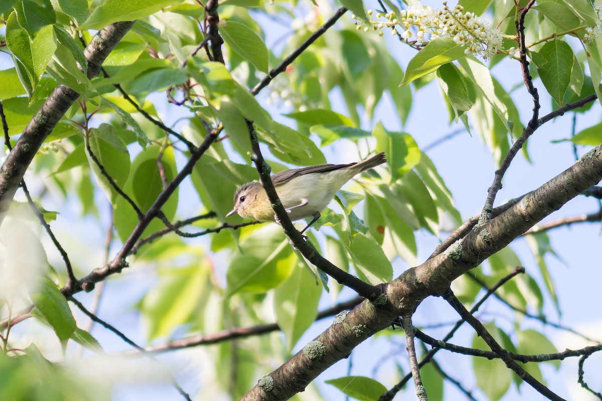 Vireo de Filadelfia - ML620677960