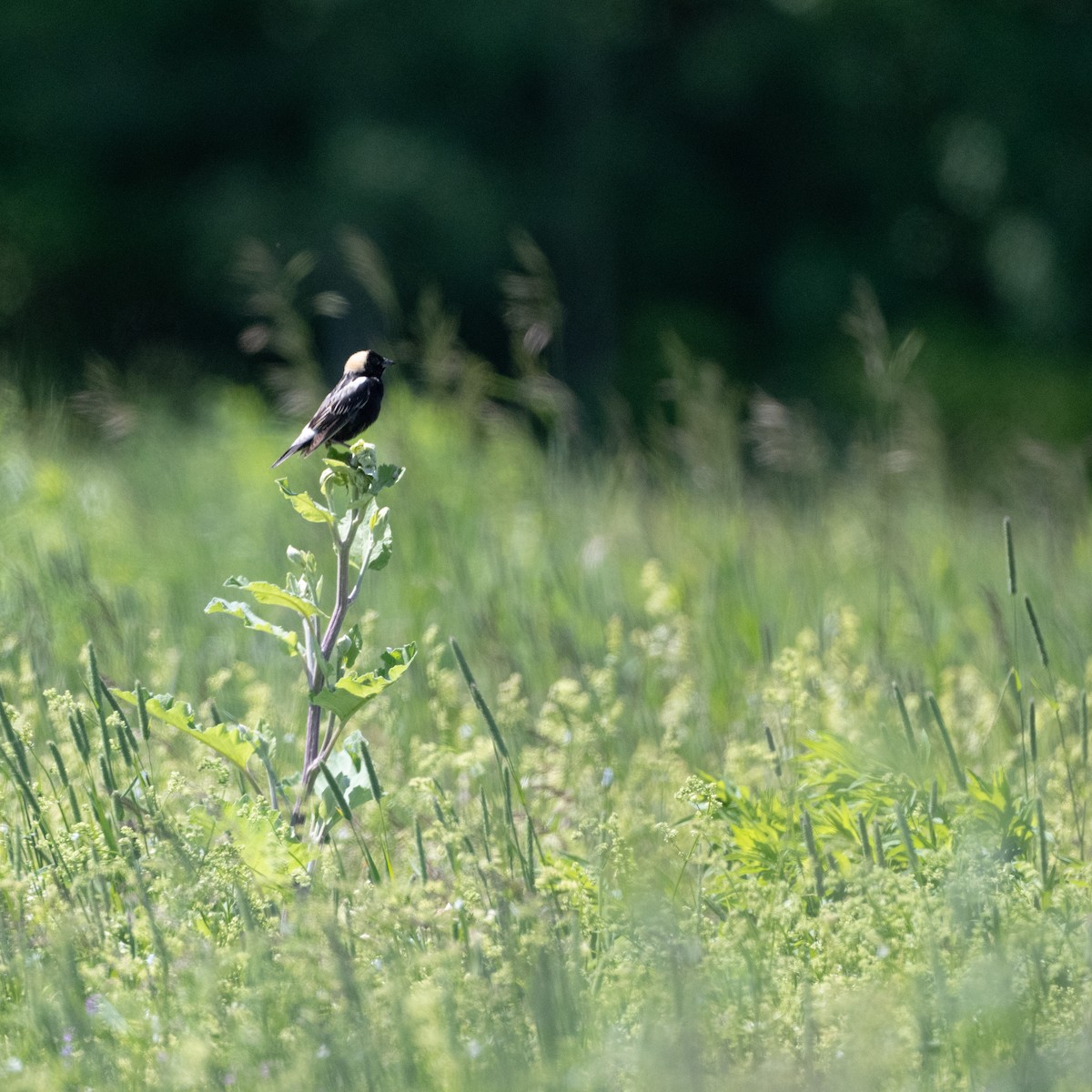 bobolink americký - ML620677963