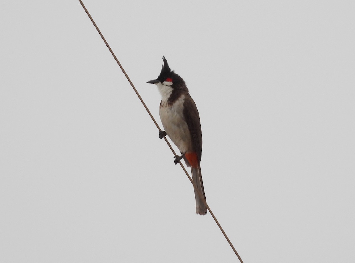 Red-whiskered Bulbul - ML620677964