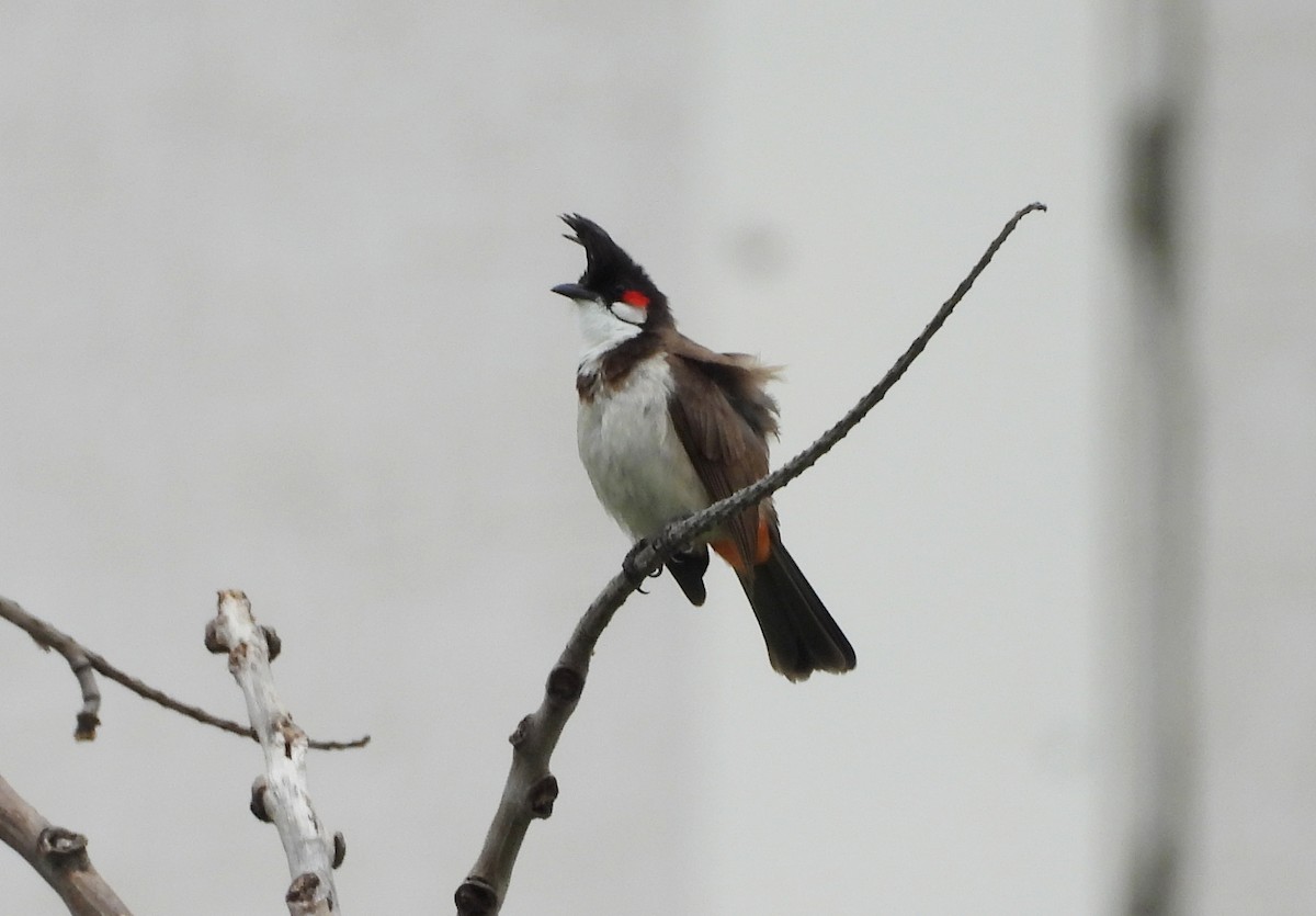 Red-whiskered Bulbul - ML620677965