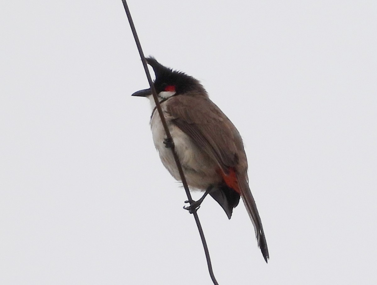 Red-whiskered Bulbul - ML620677967