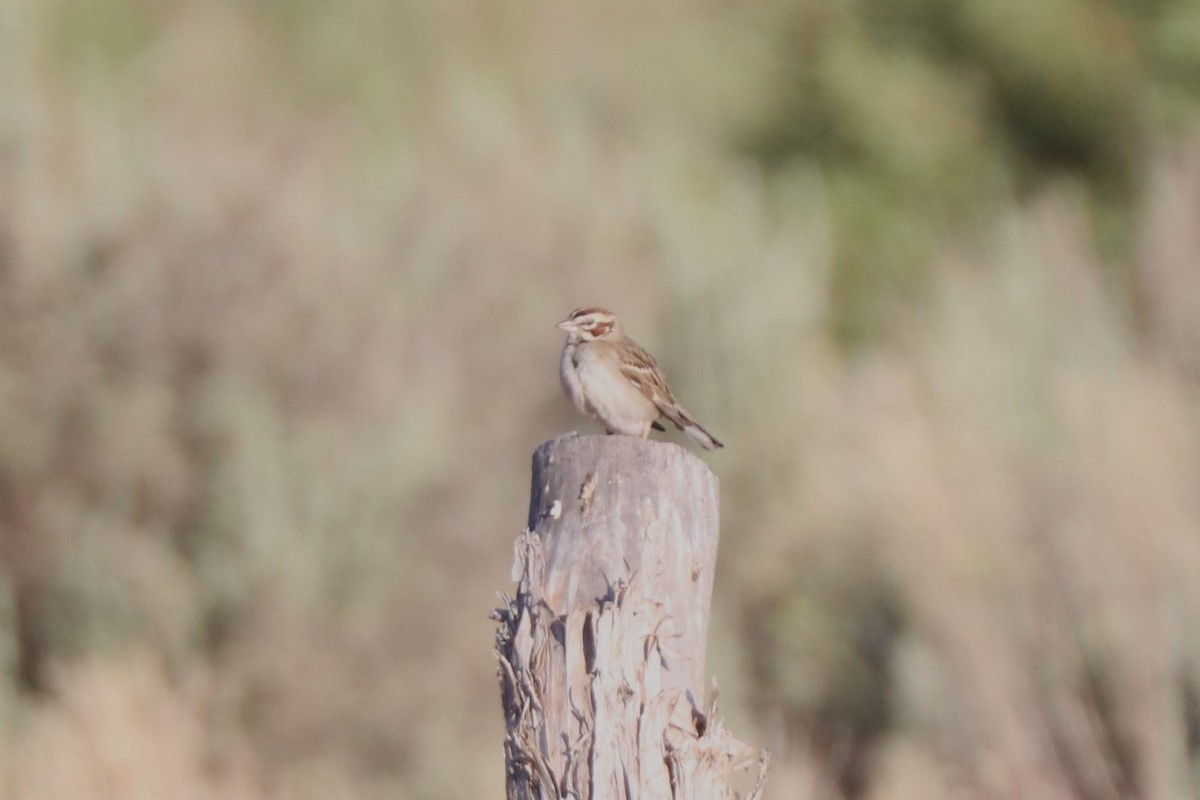 Lark Sparrow - ML620677968