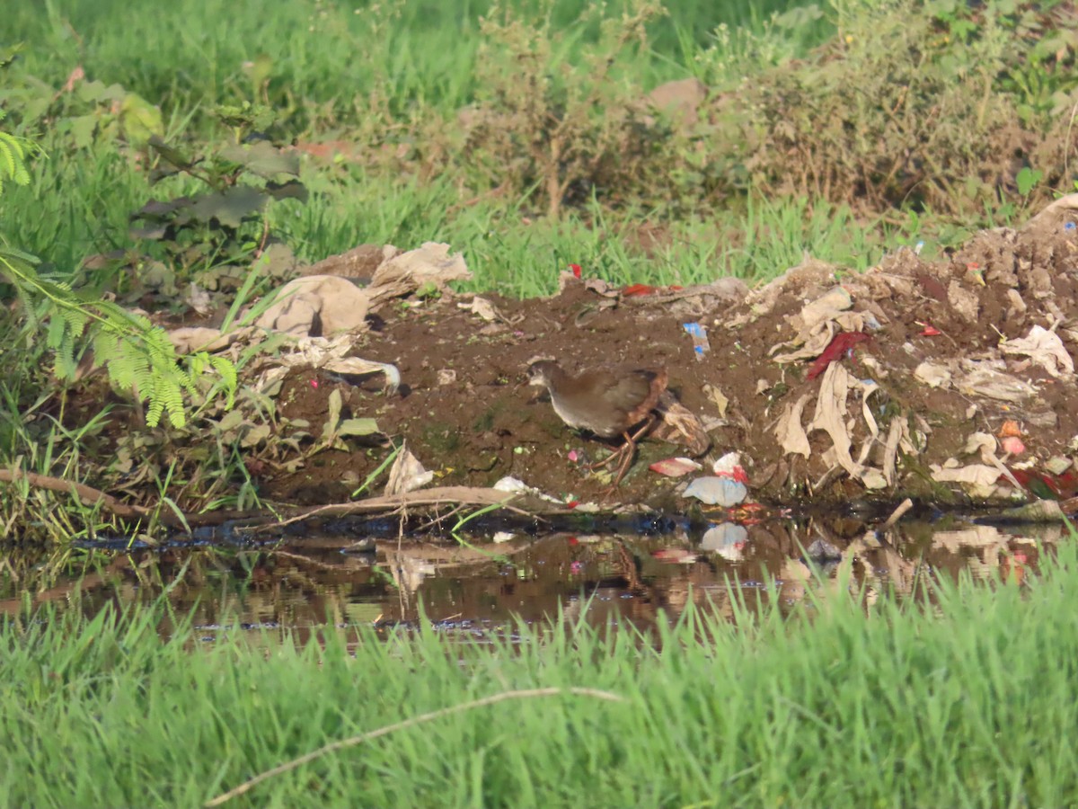 White-breasted Waterhen - ML620677969