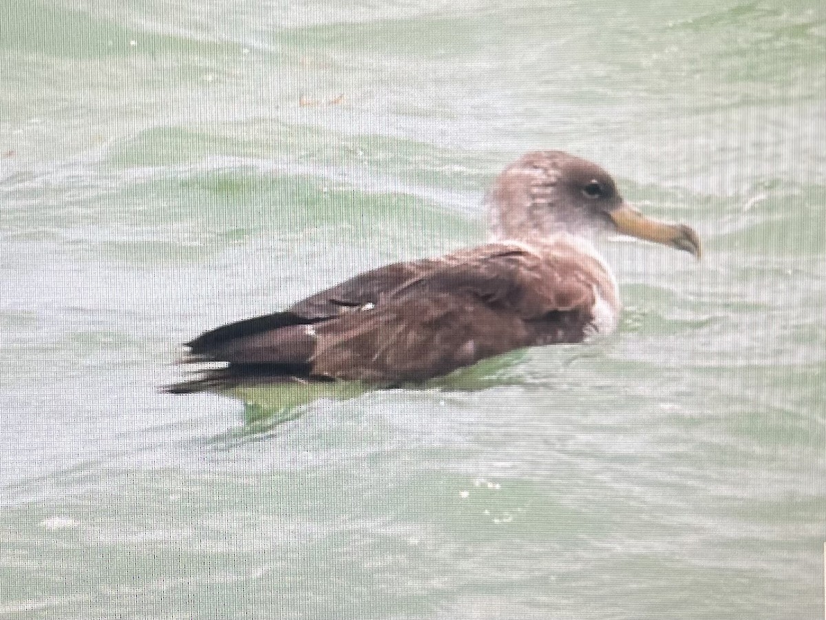 Cory's Shearwater - ML620677973