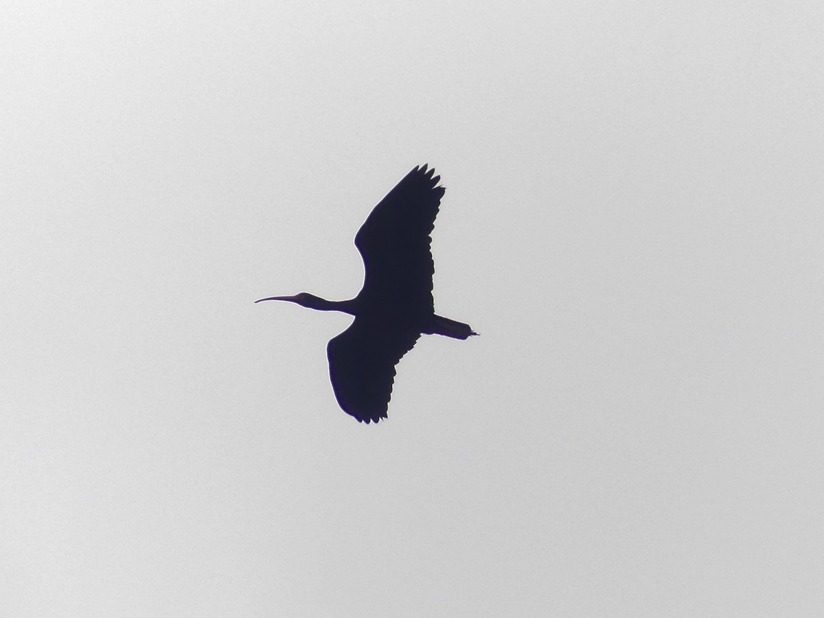 White-faced Ibis - ML620677978