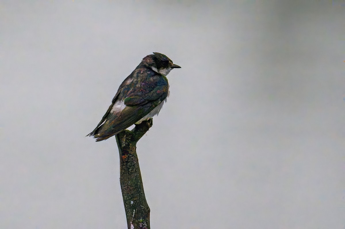 Mangrove Swallow - ML620677981