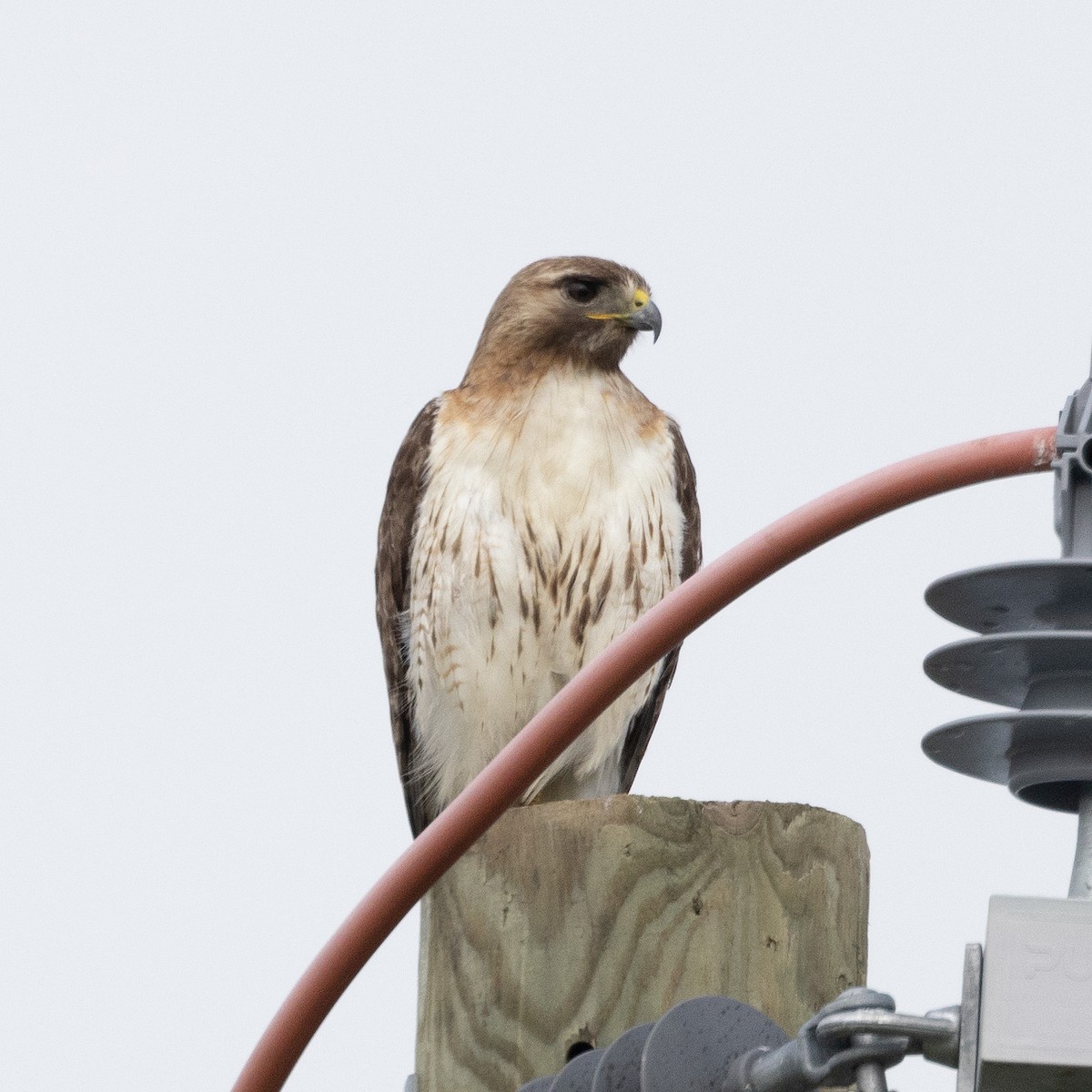 Red-tailed Hawk (borealis) - ML620677990