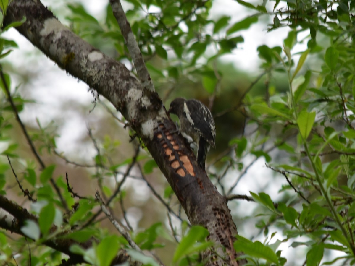 Red-breasted Sapsucker - ML620677996