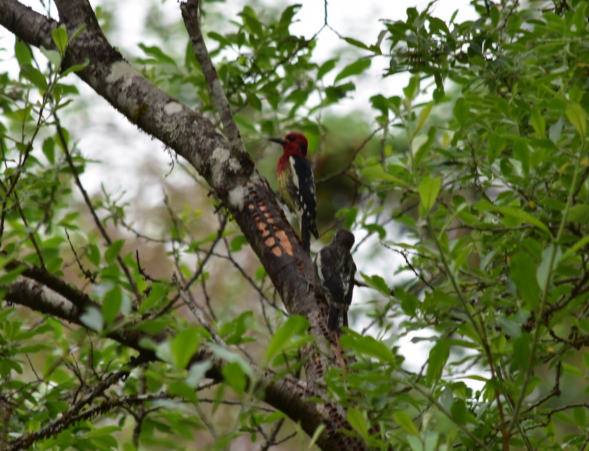 Red-breasted Sapsucker - ML620677998